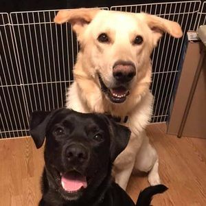 Meet your Posher, Cameron